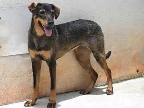 Cachorro raça Vira lata  idade 1 ano nome Mary 