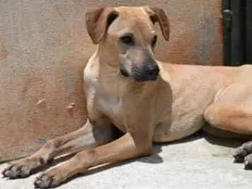Cachorro raça Vira lata  idade 1 ano nome Alvaro 