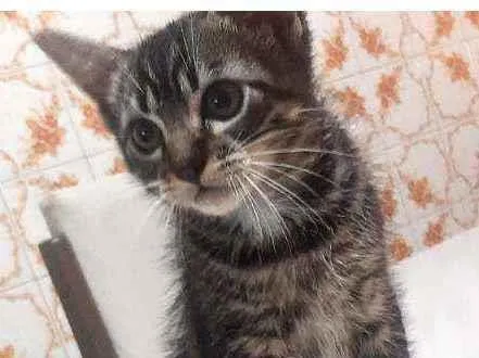 Gato ra a Comum idade 2 a 6 meses nome Sofia 