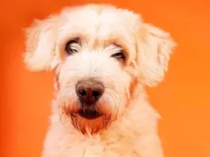 Cachorro raça SRD-ViraLata idade 6 ou mais anos nome Tufão