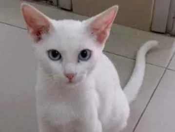 Gato raça Vira lata  idade 7 a 11 meses nome Kauã