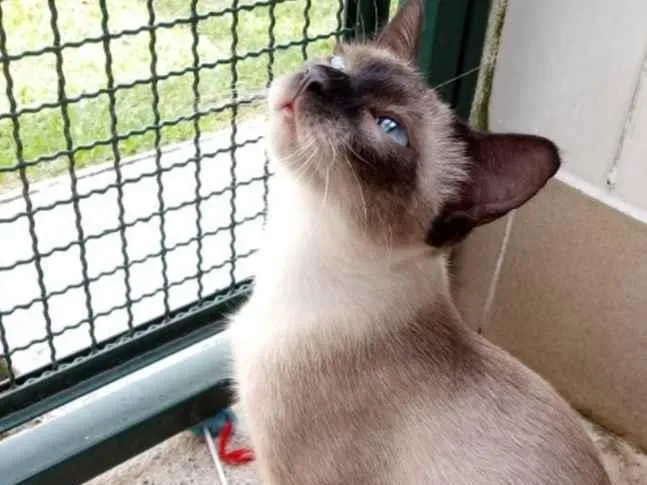 Gato raça Vira Lata sianes idade 7 a 11 meses nome Jaci