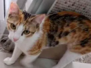 Gato raça Vira lata  idade 7 a 11 meses nome Juju