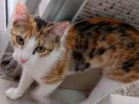 Gato raça Vira lata  idade 7 a 11 meses nome Juju