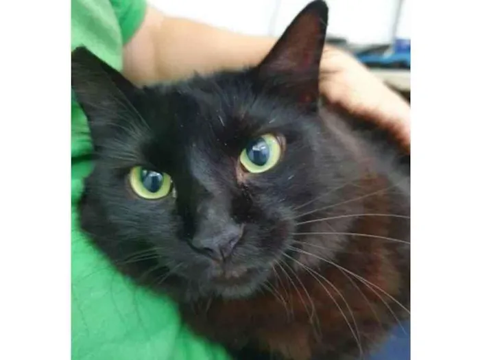 Gato raça Vira lata  idade 3 anos nome Anstacia