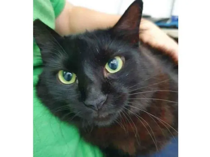 Gato raça Vira lata  idade 3 anos nome Anstacia