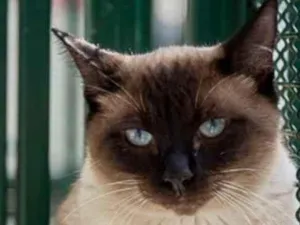 Gato raça Vira Lata sianes idade 3 anos nome Tarzan