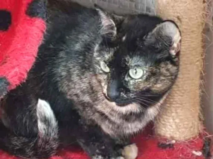 Gato raça Vira lata  idade 3 anos nome Zinha 