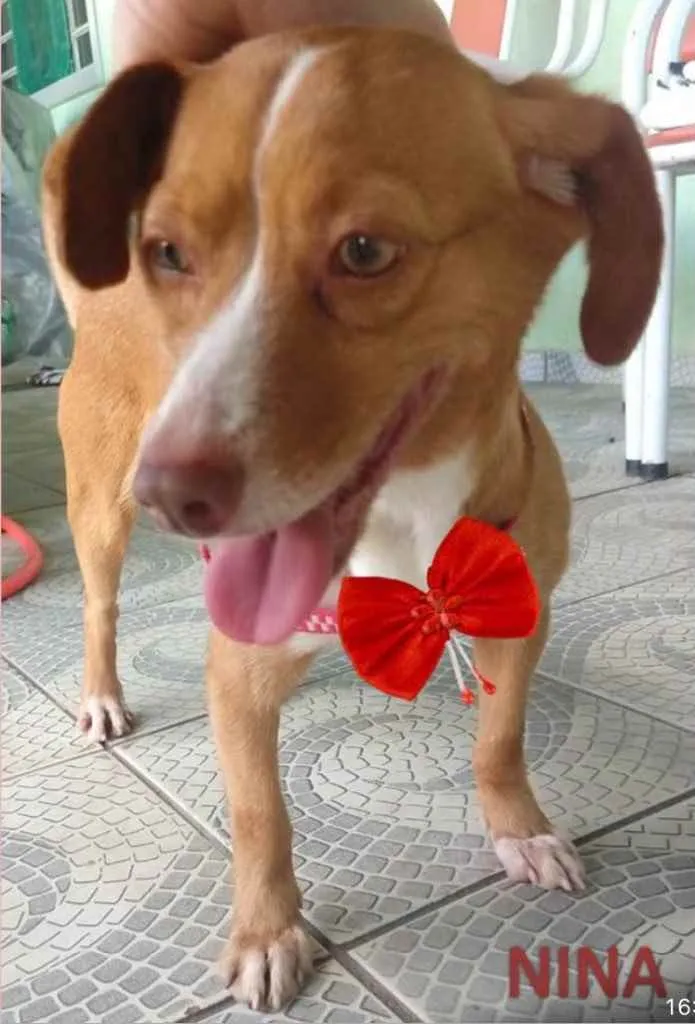Cachorro ra a Mestiça  idade 1 ano nome Nina 