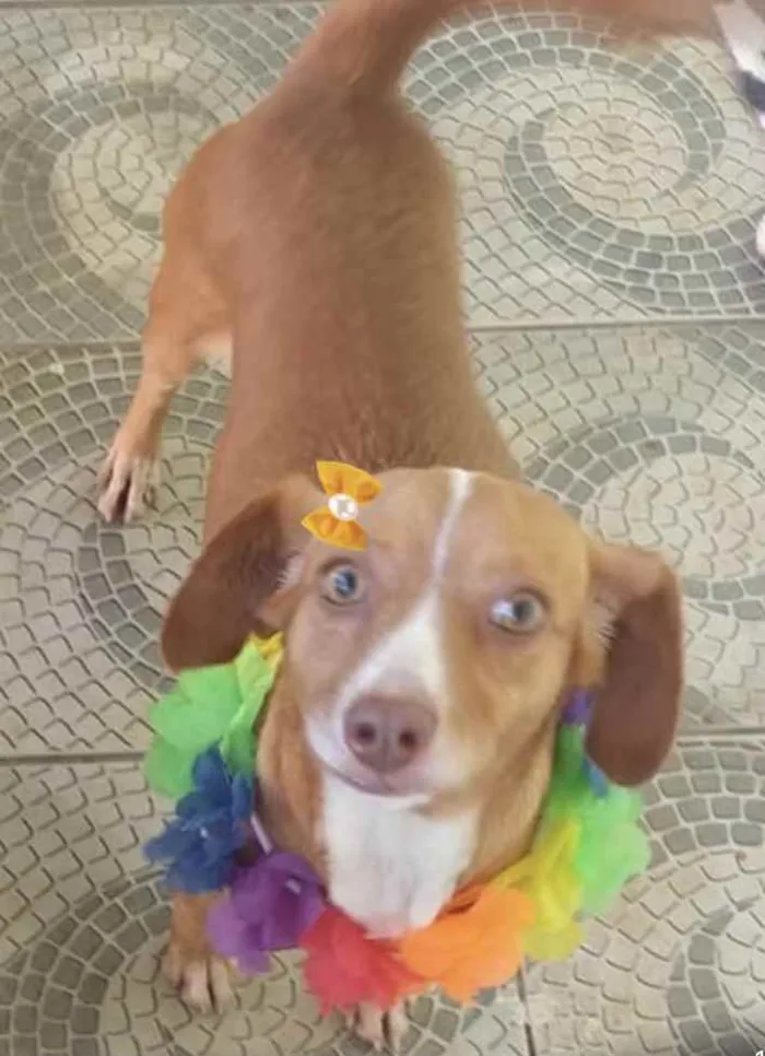 Cachorro ra a Mestiça  idade 1 ano nome Nina 