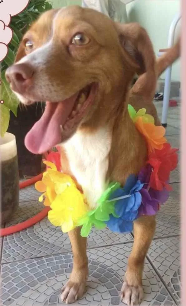 Cachorro ra a Mestiça  idade 1 ano nome Nina 