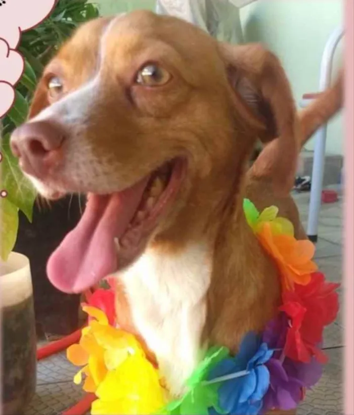 Cachorro ra a Mestiça  idade 1 ano nome Nina 