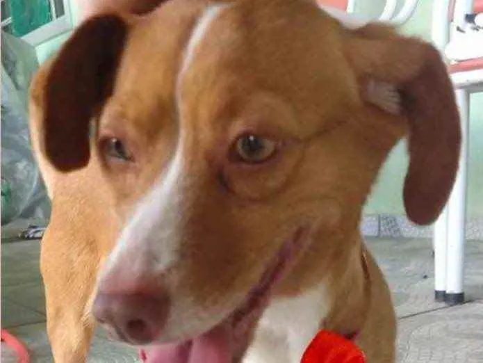 Cachorro ra a Mestiça  idade 1 ano nome Nina 
