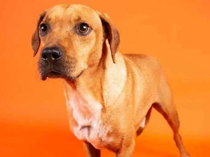 Cachorro raça SRD idade 3 anos nome Saturno