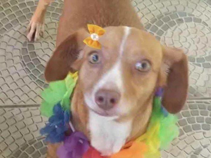 Cachorro ra a Mestiça  idade 1 ano nome Nina 
