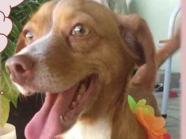 Cachorro ra a Mestiça  idade 1 ano nome Nina 