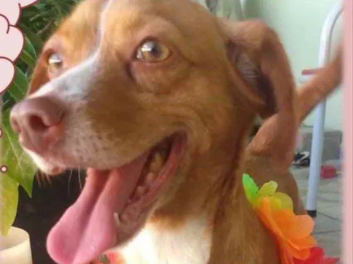 Cachorro ra a Mestiça  idade 1 ano nome Nina 