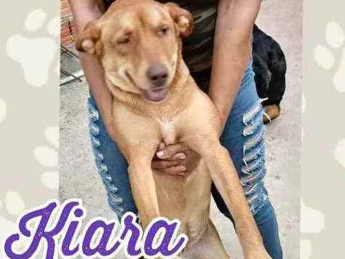 Cachorro ra a Não sei idade 7 a 11 meses nome Kyara