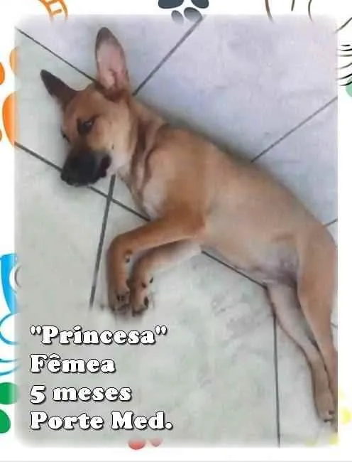 Cachorro ra a Srdf idade 2 a 6 meses nome Princesa 