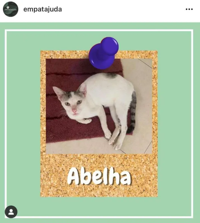 Gato ra a SRD-ViraLata idade 1 ano nome Abelha