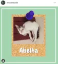 Abelha