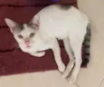 Abelha