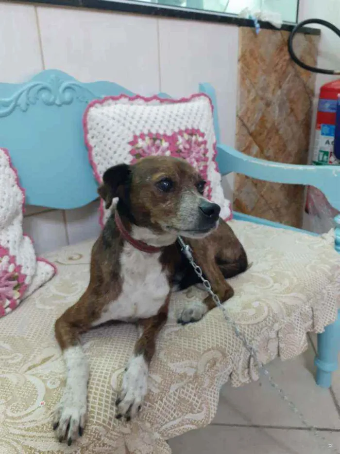 Cachorro ra a Mestiço da raça Pinschers idade 5 anos nome COSTELINHA