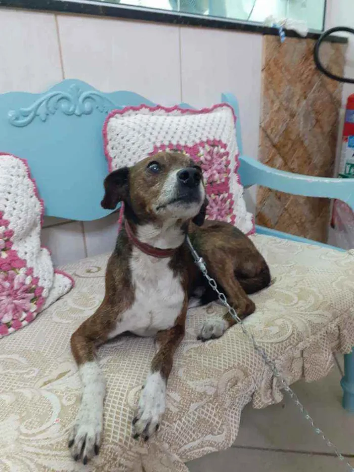Cachorro ra a Mestiço da raça Pinschers idade 5 anos nome COSTELINHA