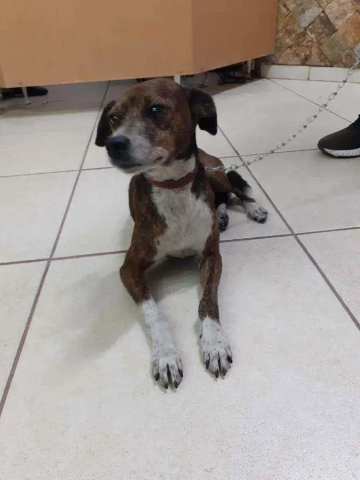 Cachorro ra a Mestiço da raça Pinschers idade 5 anos nome COSTELINHA