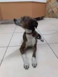 COSTELINHA