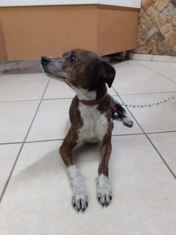 Cachorro ra a Mestiço da raça Pinschers idade 5 anos nome COSTELINHA