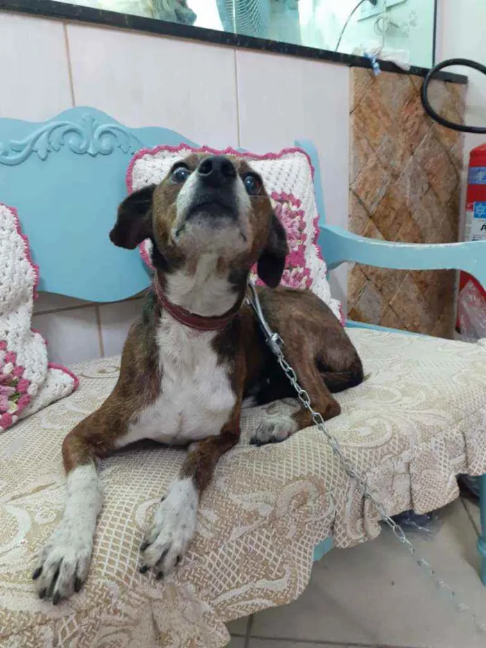 Cachorro ra a Mestiço da raça Pinschers idade 5 anos nome COSTELINHA