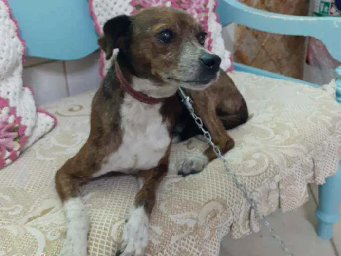 Cachorro ra a Mestiço da raça Pinschers idade 5 anos nome COSTELINHA