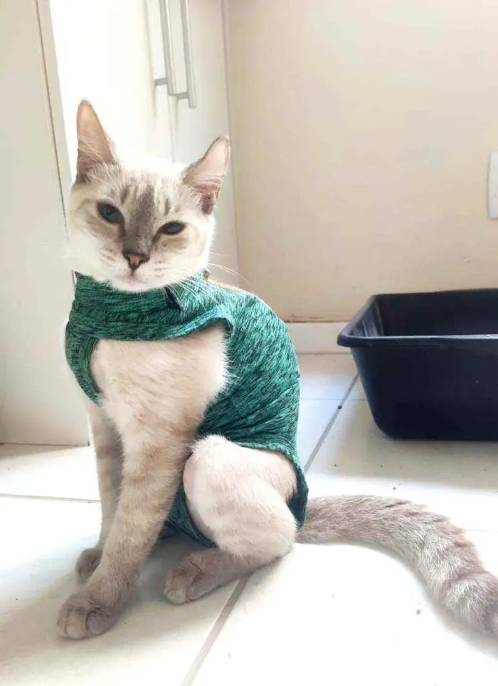 Gato ra a Srd idade 7 a 11 meses nome Hannha