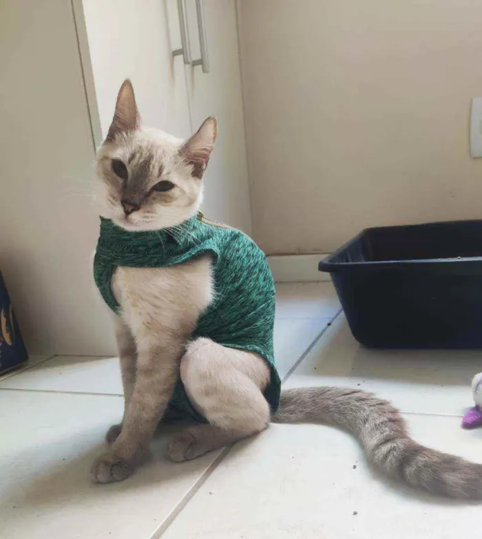 Gato ra a Srd idade 7 a 11 meses nome Hannha