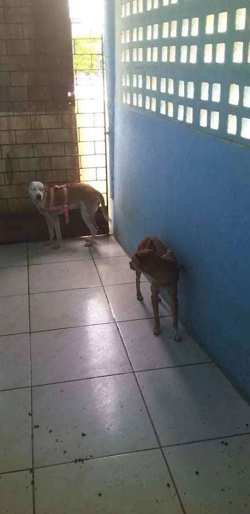 Cachorro ra a Peduro idade 1 ano nome Espaike e a outra é 