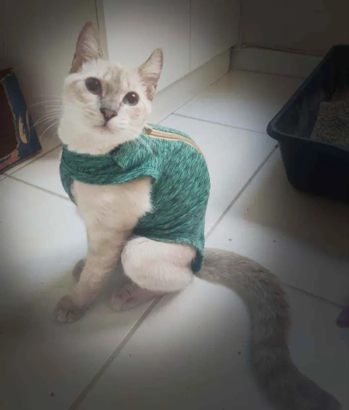 Gato ra a Srd idade 7 a 11 meses nome Hannha