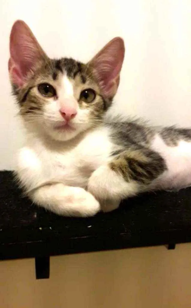Gato ra a Srd idade 2 a 6 meses nome Eva