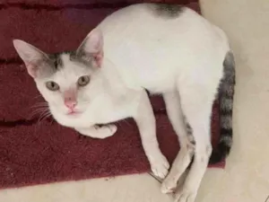 Gato raça SRD-ViraLata idade 1 ano nome Abelha