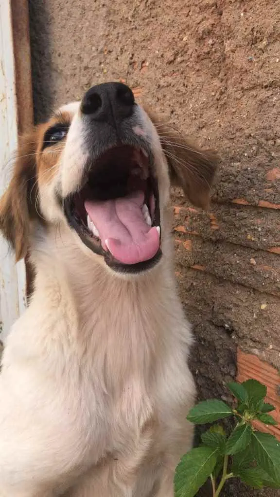 Cachorro raça Vira lata idade 7 a 11 meses nome Pandora