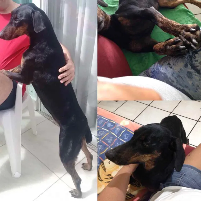 Cachorro ra a "Doberman" idade 4 anos nome DUDA