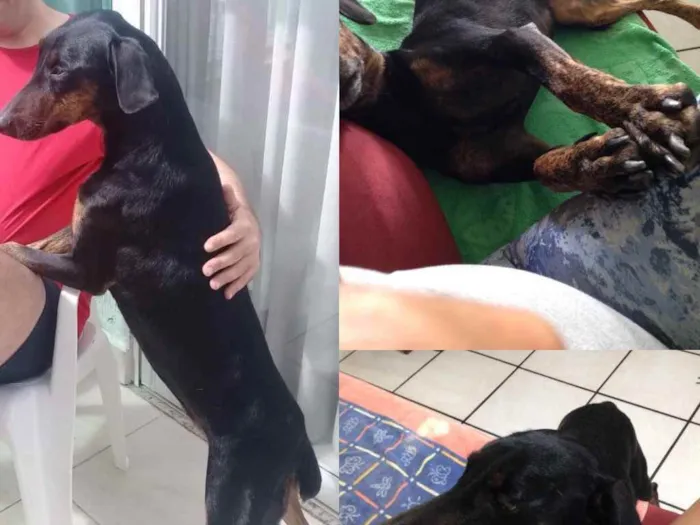 Cachorro ra a "Doberman" idade 4 anos nome DUDA