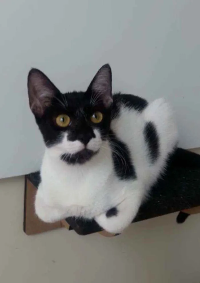 Gato ra a Srd idade 2 a 6 meses nome Gigi