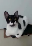Gigi