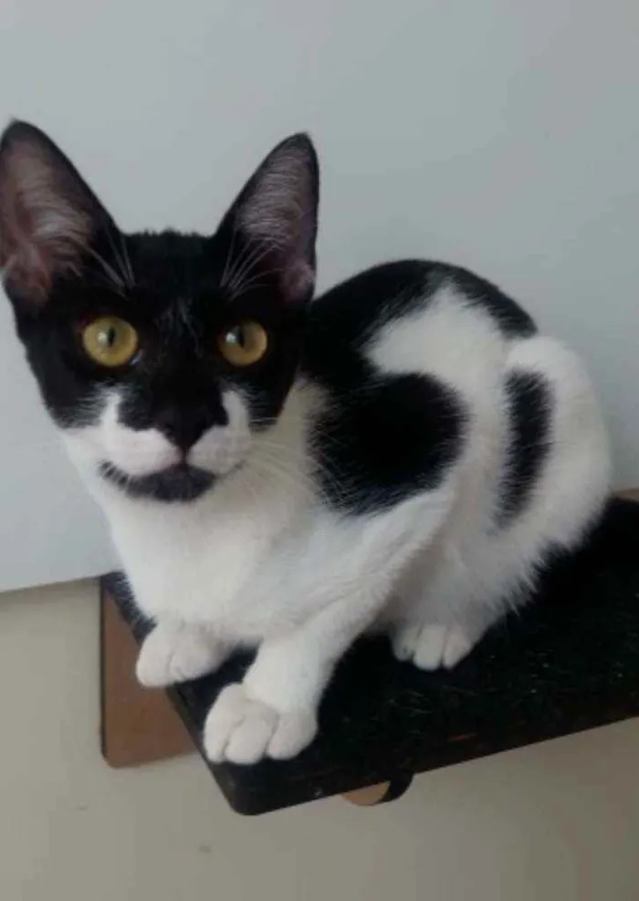 Gato ra a Srd idade 2 a 6 meses nome Gigi