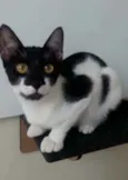 Gigi