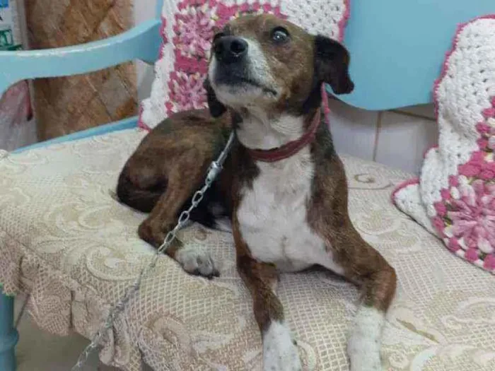 Cachorro ra a Mestiço da raça Pinschers idade 5 anos nome COSTELINHA