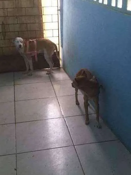 Cachorro ra a Peduro idade 1 ano nome Espaike e a outra é 