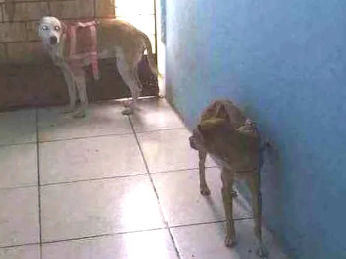 Cachorro ra a Peduro idade 1 ano nome Espaike e a outra é 