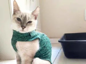 Gato raça Srd idade 7 a 11 meses nome Hannha